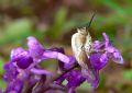 Bombylius major